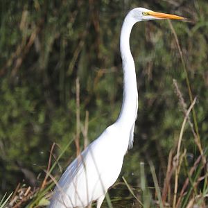 Great Egret