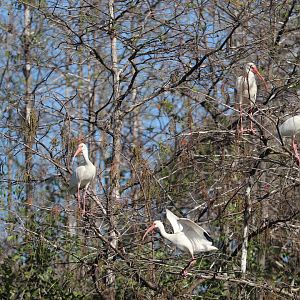 American White Ibis - Snowy Egret
