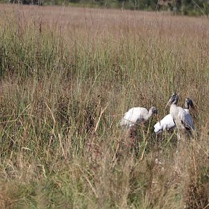 Wood Stork