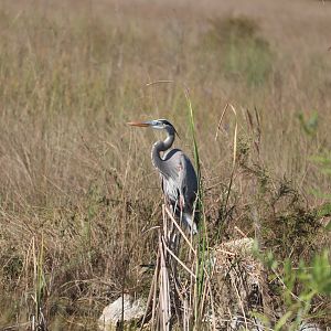 Great Blue Heron