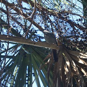 Gray Catbird