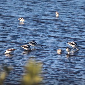 American Avocet