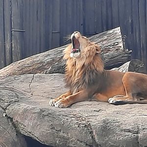 The Yawn of a King