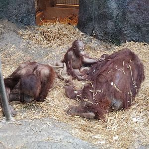Bornean Orangutans