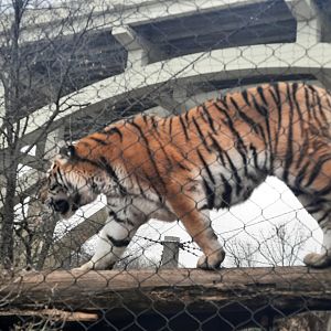 Putting the 'Passage' in Tiger Passage