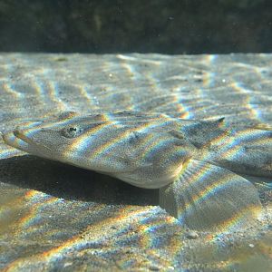 Magochi flathead (Platycephalus sp. 2)