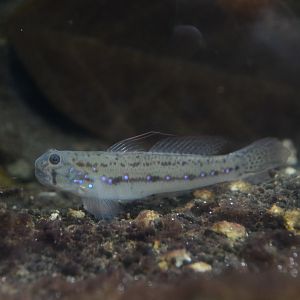 Barcheek amoya goby (Amoya moloanus)