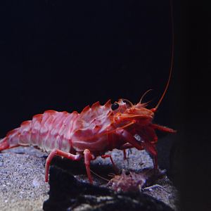 Japanese giant armoured shrimp (Sclerocrangon rex)