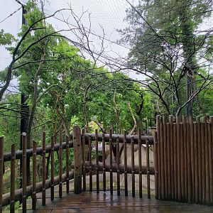 Cincinnati 5/22 - Andean condor