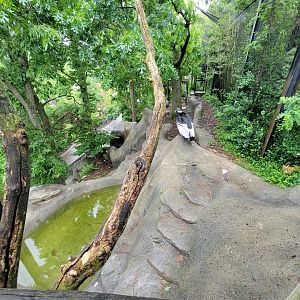 Cincinnati 5/22 - Andean condor