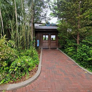 Cincinnati 5/22 - Steller's sea eagle