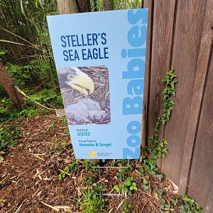 Cincinnati 5/22 - Steller's sea eagle