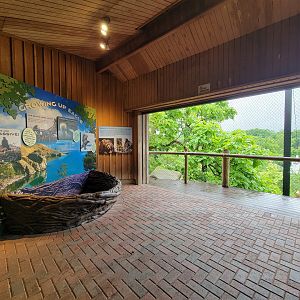 Cincinnati 5/22 - Steller's sea eagle