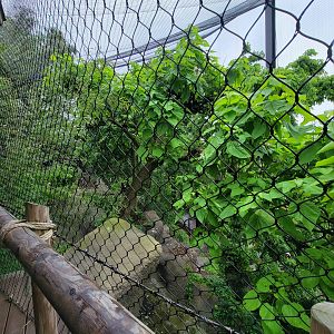 Cincinnati 5/22 - Steller's sea eagle