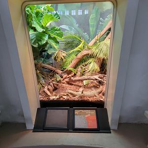 Cincinnati 5/22 - Reptile House, Quince monitor