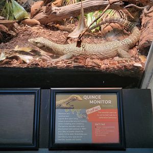 Cincinnati 5/22 - Reptile House, Quince monitor