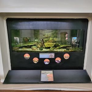 Cincinnati 5/22 - Reptile House, Hellbender