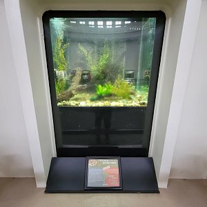 Cincinnati 5/22 - Reptile House, Titicaca water frogs