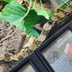 Cincinnati 5/22 - Reptile House, PDFs hitchin' a ride