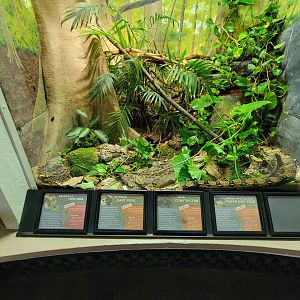 Cincinnati 5/22 - Reptile House, boa constrictor, emerald tree boa, green and black poison dart frog, dyeing poison dart frog