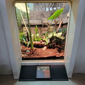 Cincinnati 5/22 - Reptile House, king cobra