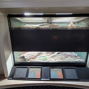 Cincinnati 5/22 - Reptile House, sheltopusik / northern spider tortoise