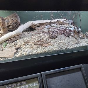 Cincinnati 5/22 - Reptile House, northern spider tortoises