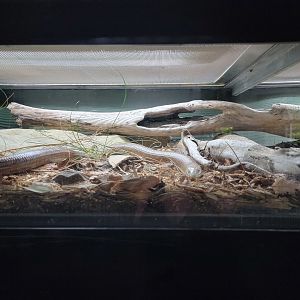 Cincinnati 5/22 - Reptile House, sheltopusik