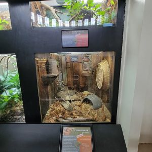 Cincinnati 5/22 - Reptile House, rhinoceros viper / corn snake