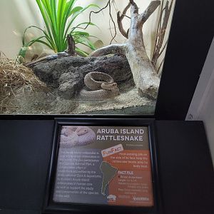 Cincinnati 5/22 - Reptile House, Aruba rattlesnake