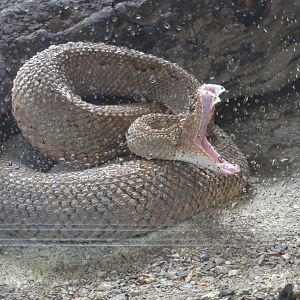 Cincinnati 5/22 - Reptile House, Aruba rattlesnake yawning