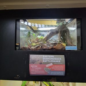 Cincinnati 5/22 - Reptile House, eastern diamondback rattlesnake zoo baby