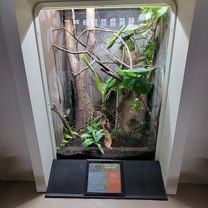 Cincinnati 5/22 - Reptile House, green tree monitor