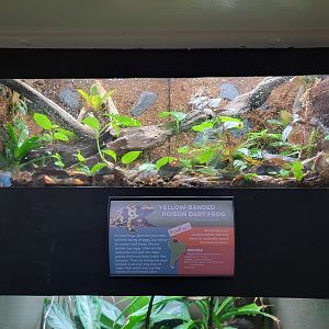 Cincinnati 5/22 - Reptile House, yellow-banded poison dart frogs