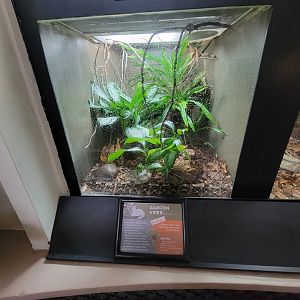 Cincinnati 5/22 - Reptile House, Gaboon viper (Bitis gabonica)