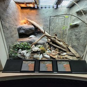 Cincinnati 5/22 - Reptile House, timber rattlesnake, northern copperhead, black rat snake