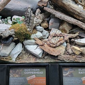 Cincinnati 5/22 - Reptile House, northern copperhead, black rat snake