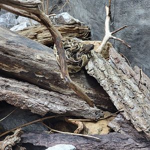 Cincinnati 5/22 - Reptile House, timber rattlesnake