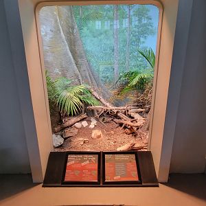 Cincinnati 5/22 - Reptile House, Florida pine snake, yellow rat snake, brown anole, eastern diamondback rattlesnake