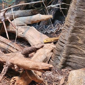 Cincinnati 5/22 - Reptile House, yellow rat snake and eastern diamondback rattlesnake