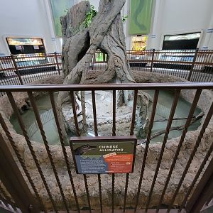 Cincinnati 5/22 - Reptile House, Chinese alligator