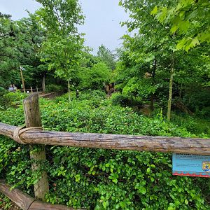 Cincinnati 5/22 - Bald eagles