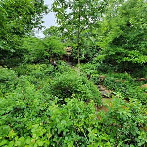 Cincinnati 5/22 - Bald eagles