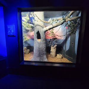 Cincinnati 5/22 - Night Hunters, tawny frogmouths