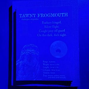 Cincinnati 5/22 - Night Hunters, signage example (tawny frogmouth)