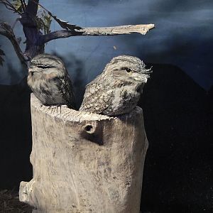 Cincinnati 5/22 - Night Hunters, tawny frogmouths