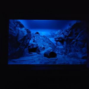 Cincinnati 5/22 - Night Hunters, Pallas's cat exhibit #1