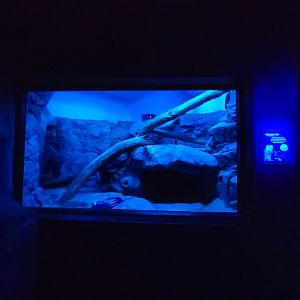 Cincinnati 5/22 - Night Hunters, Pallas's cat exhibit #2