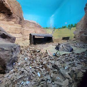 Cincinnati 5/22 - Night Hunters, Aardwolf