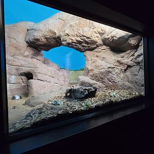 Cincinnati 5/22 - Night Hunters, Aardwolf